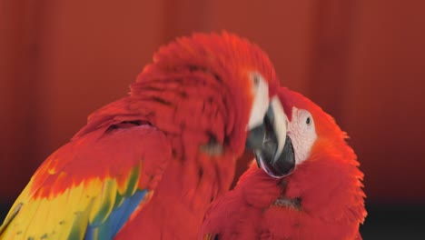 una pareja de guacamayos rojos