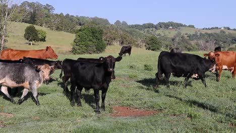 herd of cows roaming and grazing peacefully