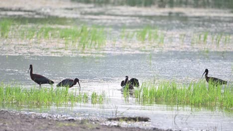 glossy ibis in natural habitat