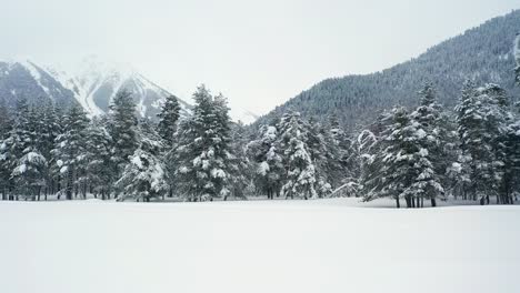 Beautiful-snow-scene-forest-in-winter.-Flying-over-of-pine-trees-covered-with-snow.