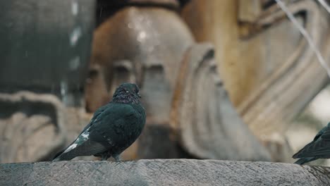 Toma-Selectiva-De-Una-Paloma-Común-Observadora-En-Una-Fuente-En-Antigua-Guatemala