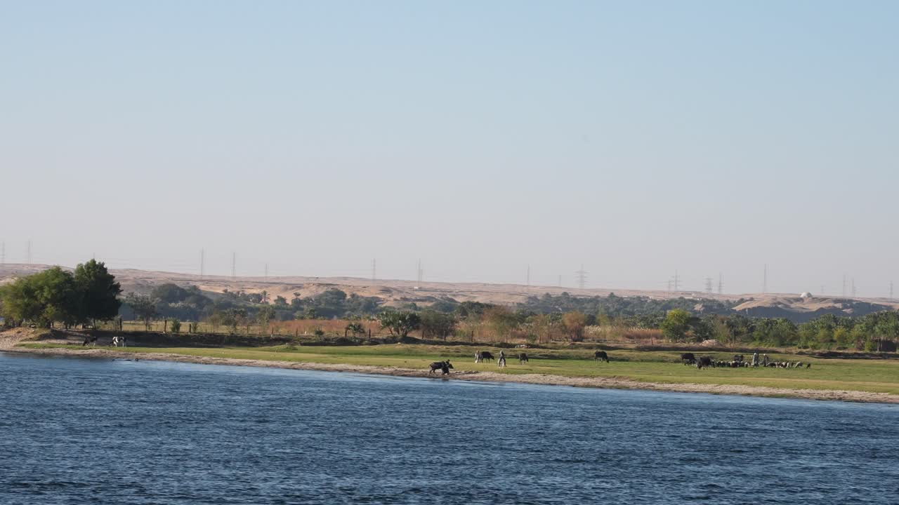 Farmers herding their cows on the banks of the Nile River in Egypt, rural life