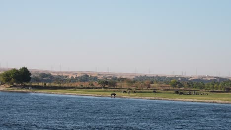 farmers herding their cows on the banks of the nile river in egypt, rural life