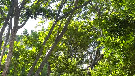 Sunlight filtering through dense green foliage