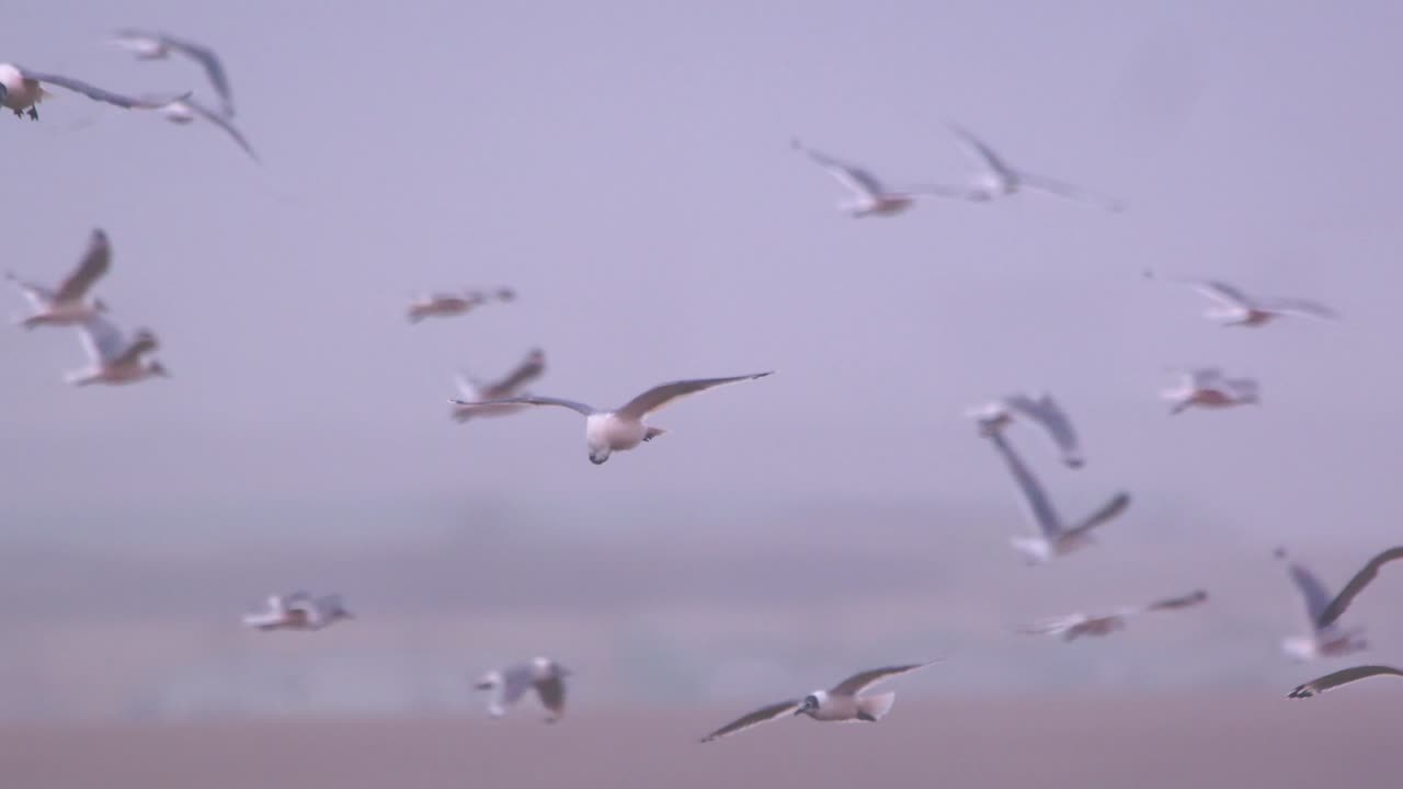 Large flock of Franklin's gulls flying together over wetland, Pantanos de Villa, Peru