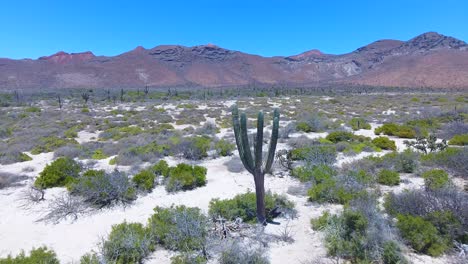 大きなサボテンを過ぎて、茶色の山を背景にした砂漠の植物のフィールドへの長い角度の早送り飛行