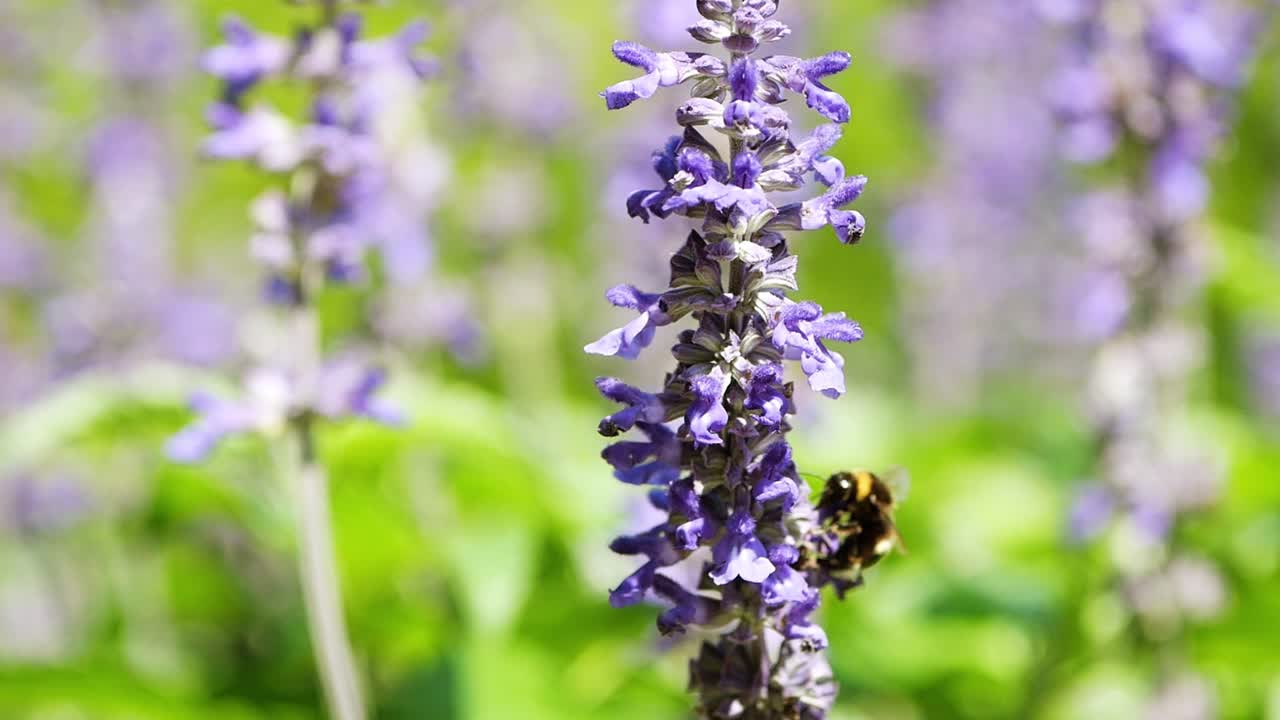 un abejorro alimentándose a cámara lenta