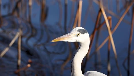 observing a stork's subtle movements by water