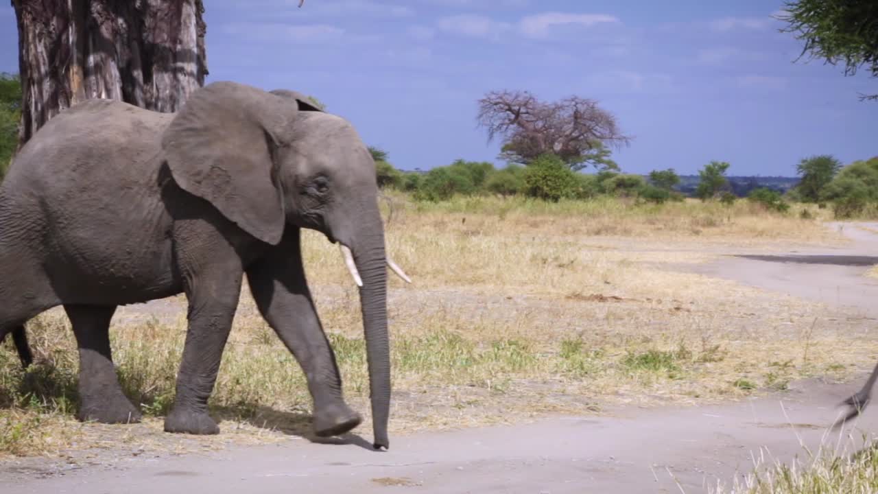 African Elephants in the Savanna