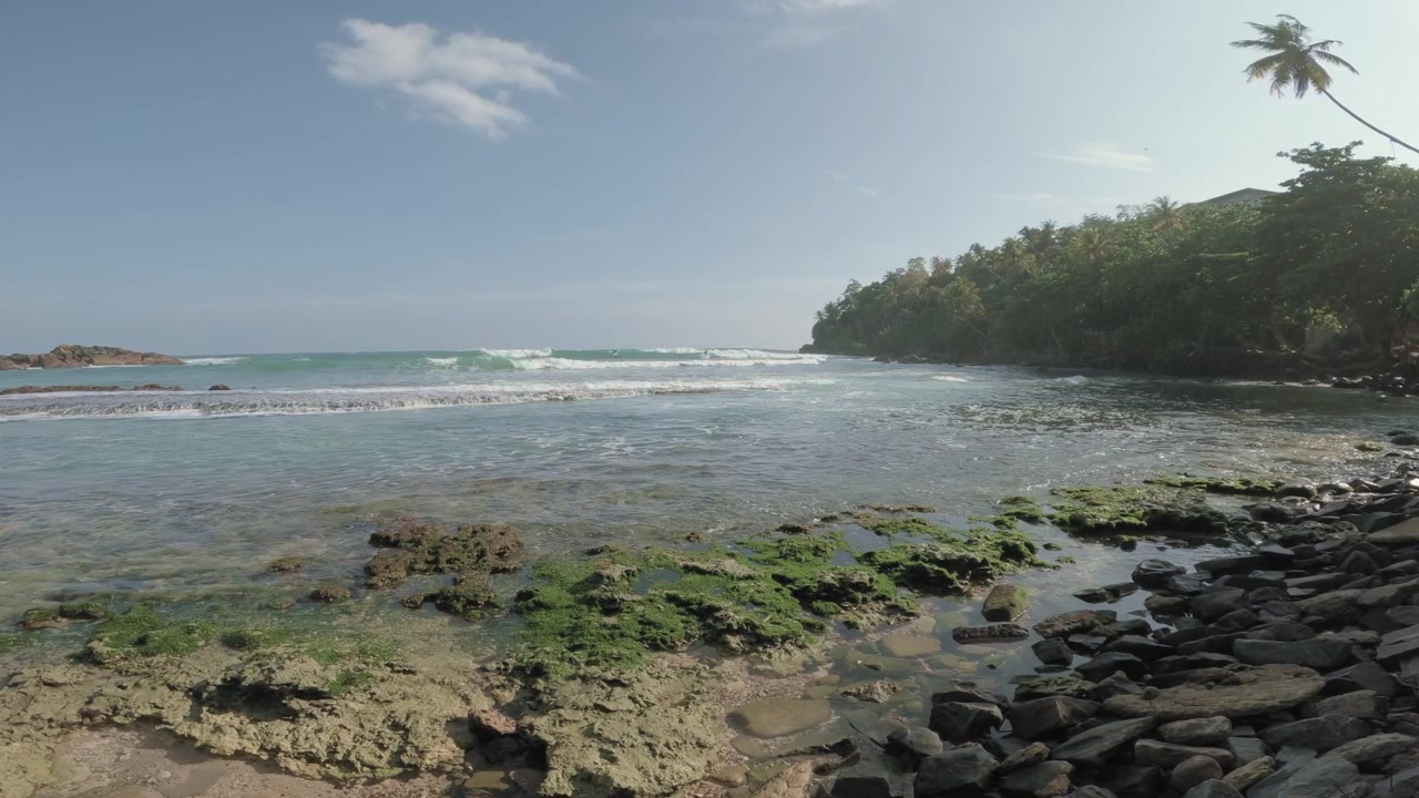 Un plan large fixe encadre des algues vertes sur des platiers récifaux exposés et des mares de marée, tandis que de petites vagues de l'océan Indien se brisent à côté d'un promontoire boisé sur la côte de Mirissa au Sri Lanka.