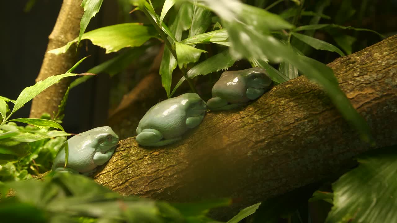 화이트청개구리가 자고 있다. 호주개구리. 4k