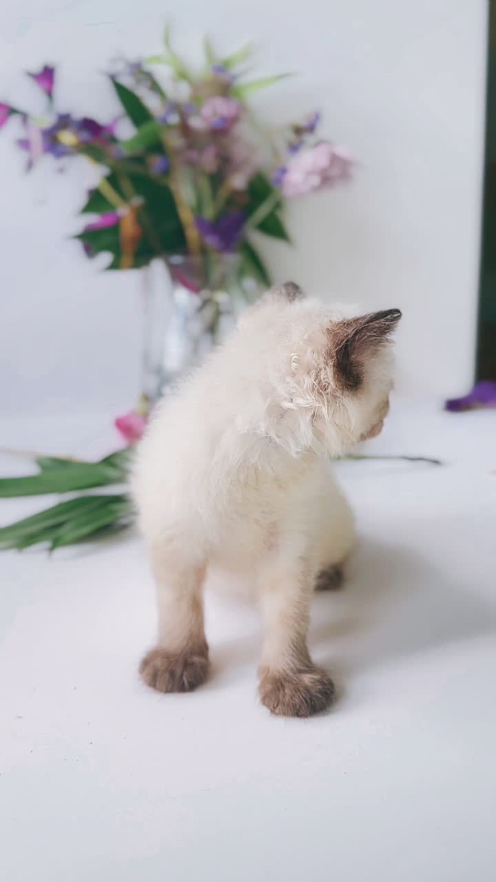 Un gattino carino con dei fiori