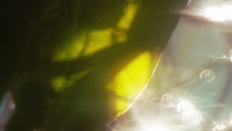 bright morning sunlight through the palm leaf, abstract blur background