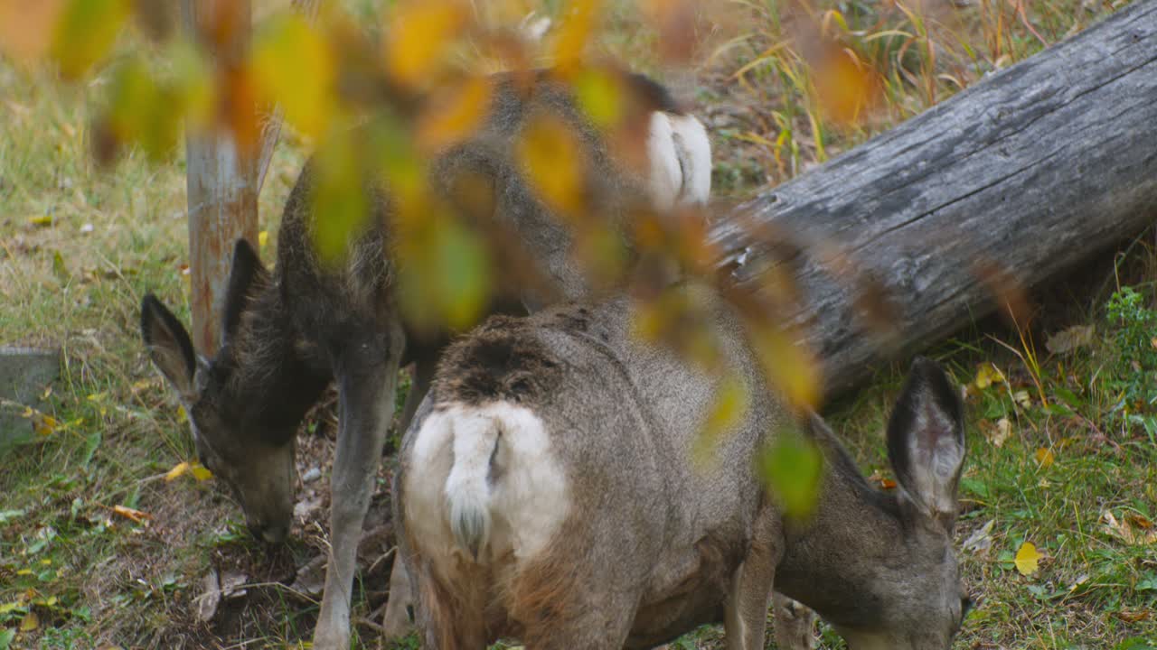 가을에 마당에서 풀을 뜯고 있는 사슴 엄마와 새끼사슴