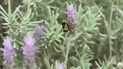 la abeja grande se alimenta de la planta de lavanda y se va volando