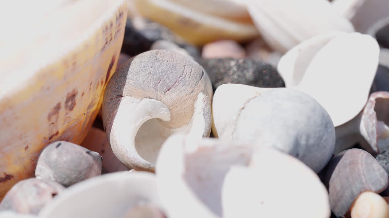 Macro footage showing sunlit collection of seashells and stones. The fine textures and pastel tones are beautifully highlighted by natural light
