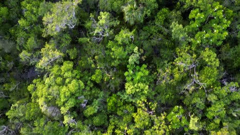 Eine-Drohne-Fliegt-über-Die-Baumkronen-Eines-Dschungels-Und-Tropischen-Regenwaldes-Und-Blickt-Direkt-Nach-Unten-Auf-Die-Baumkronen-Der-Kaimaninseln-In-Der-Karibik