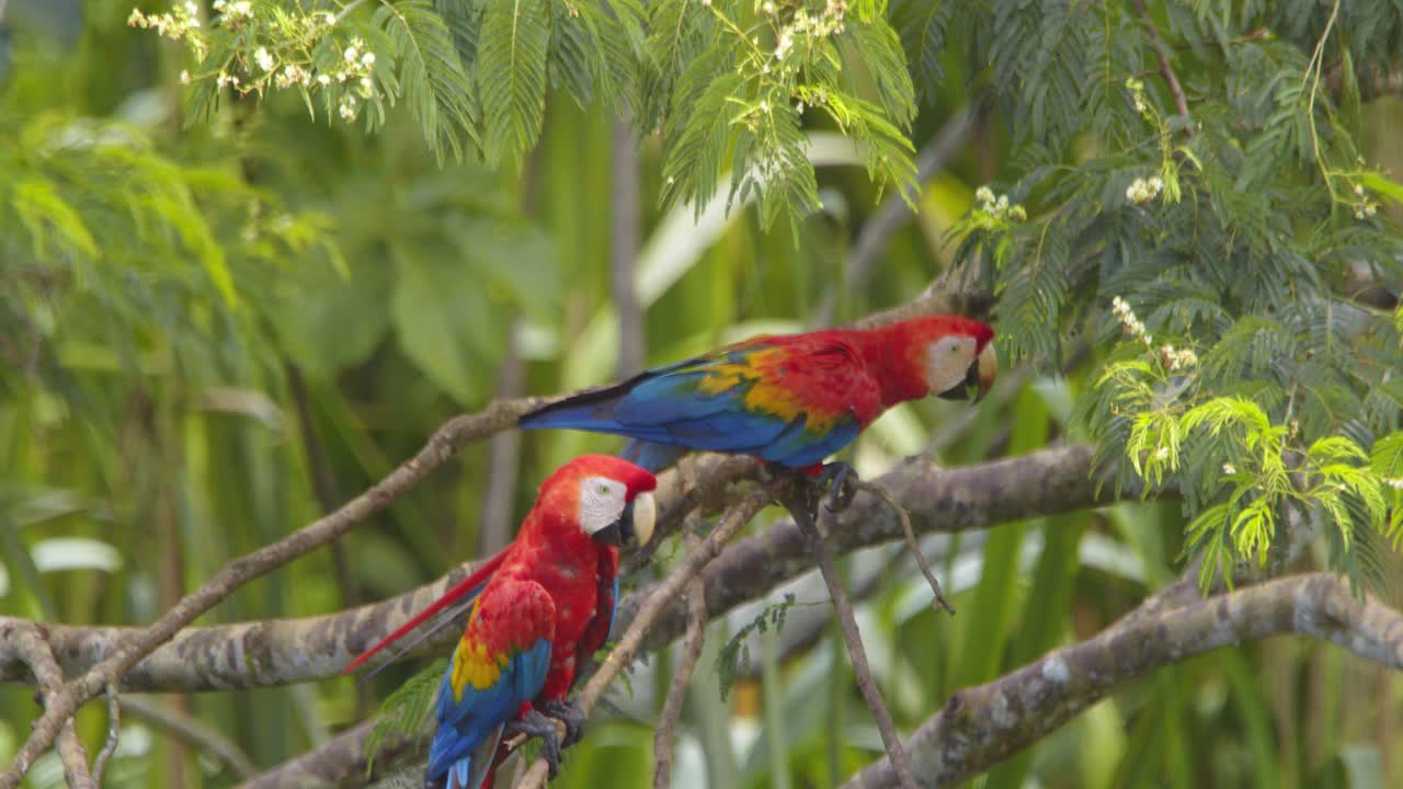 Scarlet Macaw pair sitting together as one jumps on to the next branch on a sunny morning in the Amazon rainforest