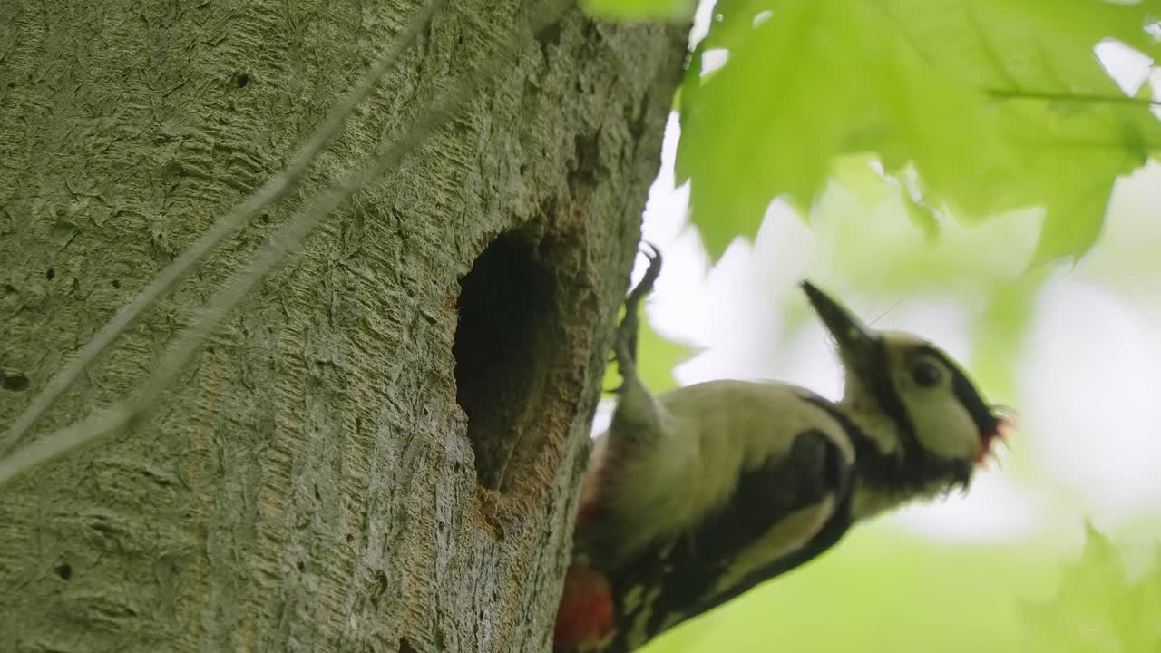 gran pájaro carpintero manchado alimentando a su descendencia a través del hueco del árbol