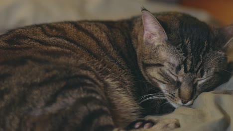 close up of a sleeping tabby cat - static shot