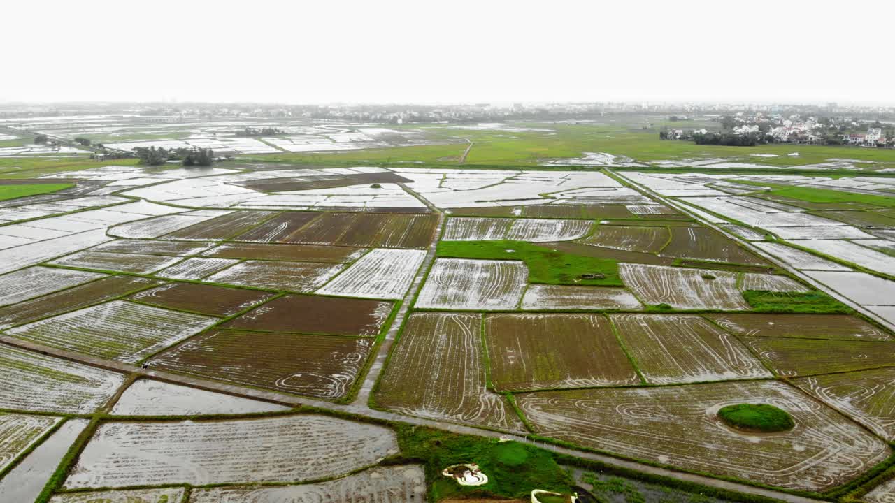 vuela sobre los vastos campos de arroz en hoi an, vietnam.