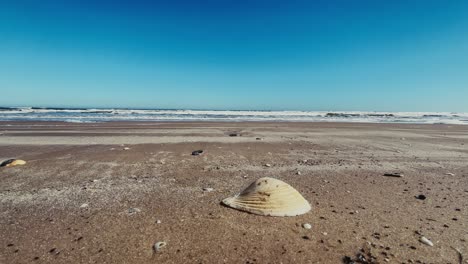 close up seashell resting on sand with texas gulf coast waves