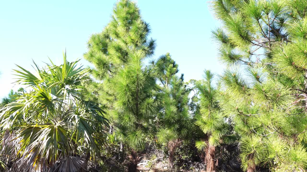 Un plano medio de pinos jóvenes de hoja larga y palmito de sierra bajo un cielo azul claro. La composición enfatiza las texturas de agujas de color verde brillante y el denso crecimiento silvestre de un ecosistema de pinares