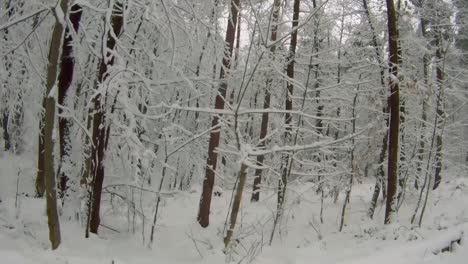 Snowy-forest