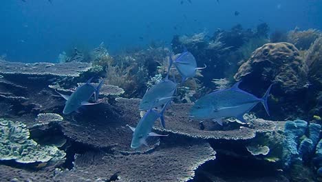Un-Grupo-De-Jureles-De-Aleta-Azul-Está-Buscando-Presas-Bajo-Los-Corales