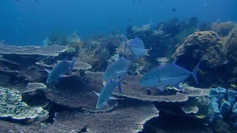 a group of bluefin trevally is looking for prey under the corals