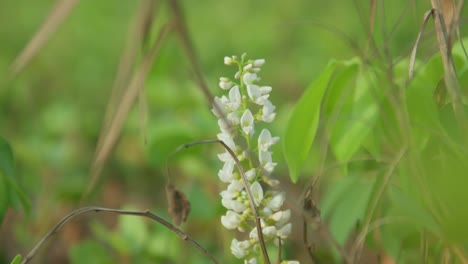 Close-up shot of delicate white flowers in a lush green field, soft focus on vibrant foliage