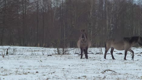 Two-wild-horses-looking-towards-the-camera-in-cloudy-winter-day,-medium-shot