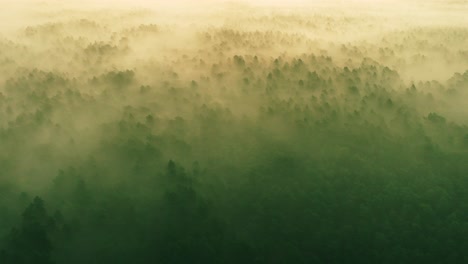 misty forest from above