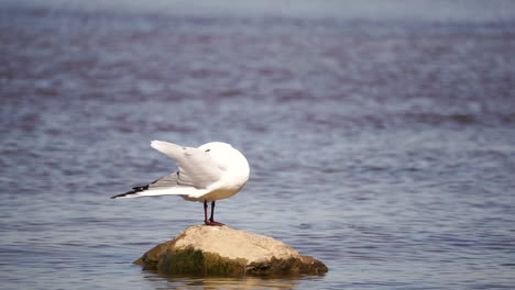 a seagull perched on a rock in a river