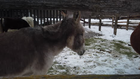 Tiro-Medio-Ancho-De-Un-Caballo-Y-Un-Burro-Juntos-En-Un-Corral-De-Granja-De-Invierno