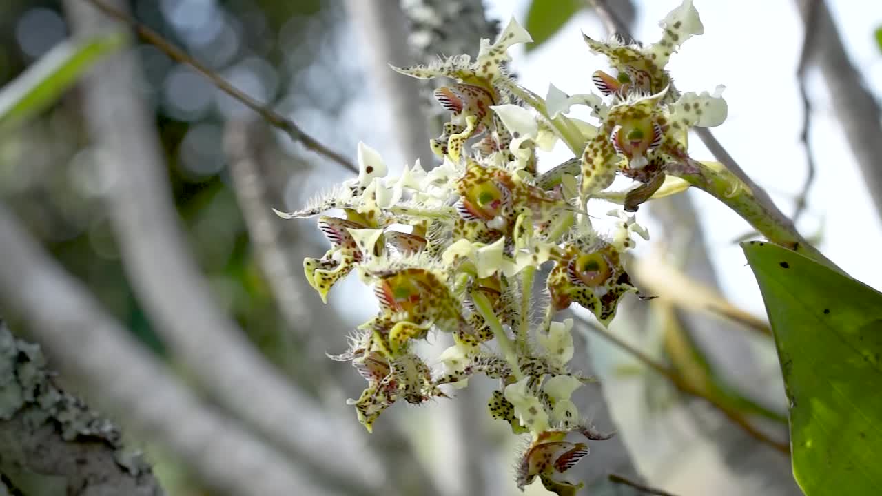 enfoque selectivo de orquídeas blancas amarillas silvestres, papúa nueva guinea