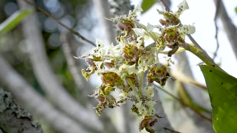 wild yellow white orchid selective focus , papua new guinea