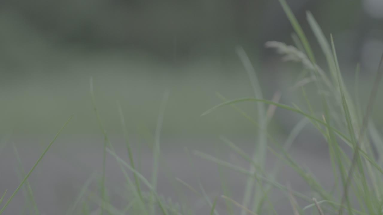 앞면에 높은 잔디와 식물이 가까워지면서 자전거와 오토바이를 타고 가는 사람들이 느린 움직임으로 지나갑니다.