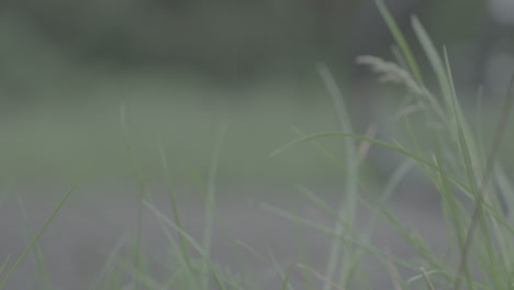 close up of high grass and plants in the foreground while people on a bike and motorcycle pass by in slowmotion log