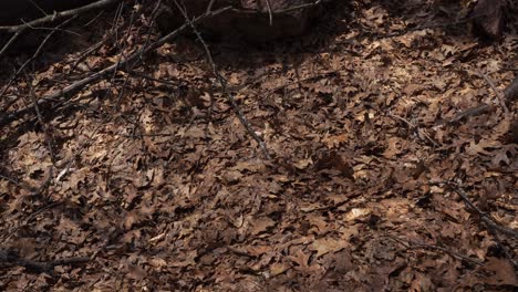a phenomenal amount of dead leaves on the ground, creating something like a work of art in early spring. on the left side, there are a few leafless branches.