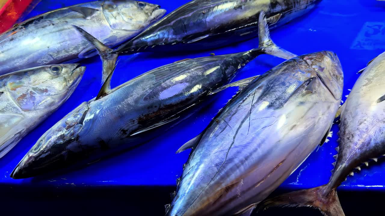 Hel tunfisk lagt på en blå bakke ved en fiskemarkedsbod, Surigao, Filippinerne.