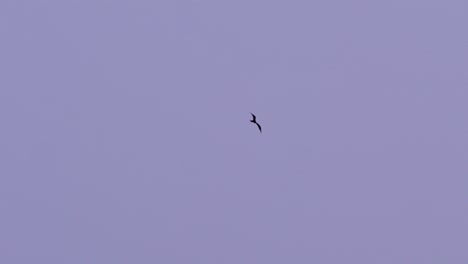 4k-100-fps-frigate-bird-soaring-through-the-sky-in-the-Caribbean,-telephoto-shot-with-heat-distortion