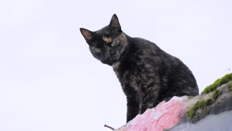 cute little cat with sharp eyes