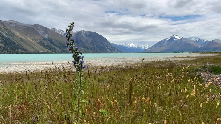 Primo piano del fiore invasivo di viperina comune sulla riva di un lago glaciale in Nuova Zelanda