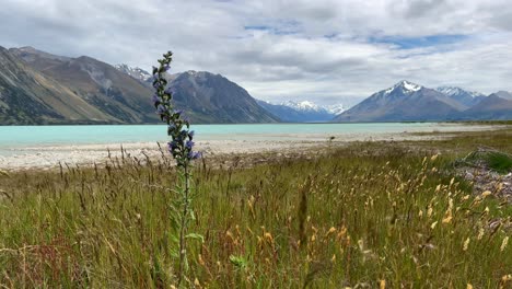 Close-up-view-of-the-invasive-Viper's-bugloss-flower-on-the-shore-of-glacial-lake-in-New-Zealand