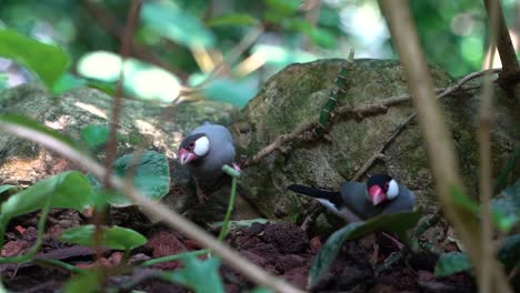 two java sparrows or finches running around in natural setting slow motion