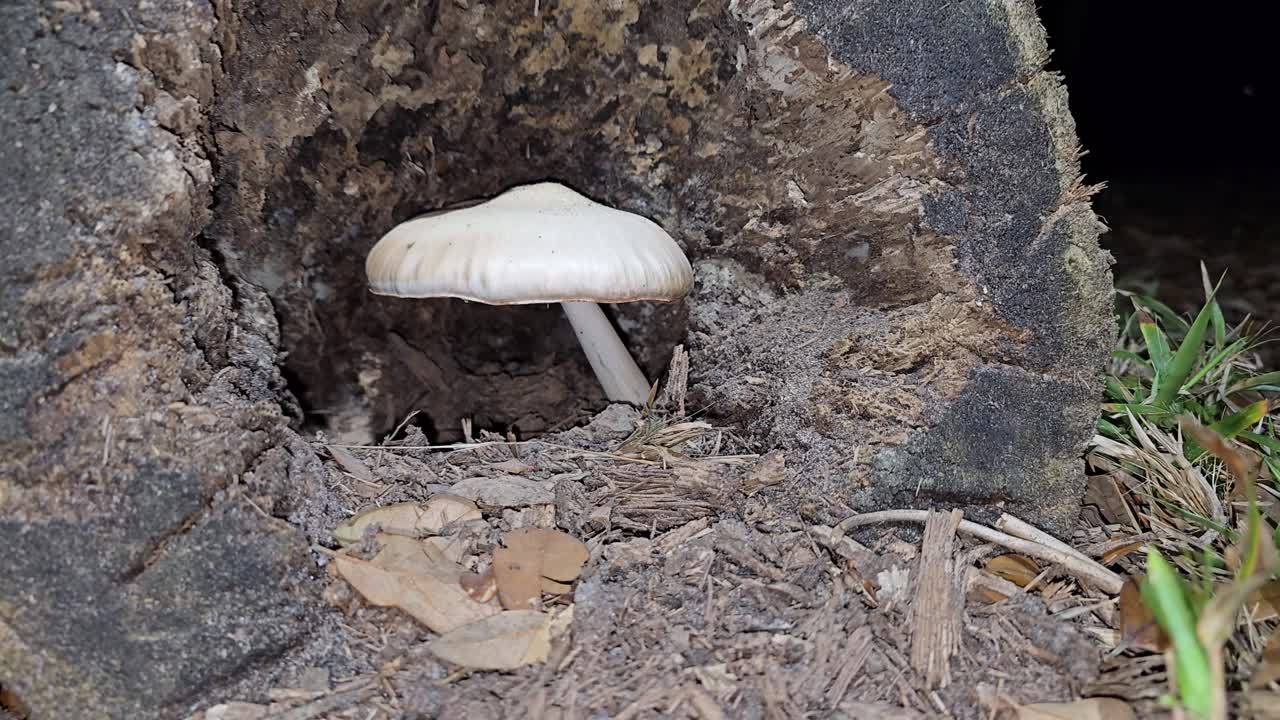 A single white mushroom emerges from the center of a hollow decaying log surrounded by dry leaves and grass, highlighting the cycle of growth and decomposition in nature.