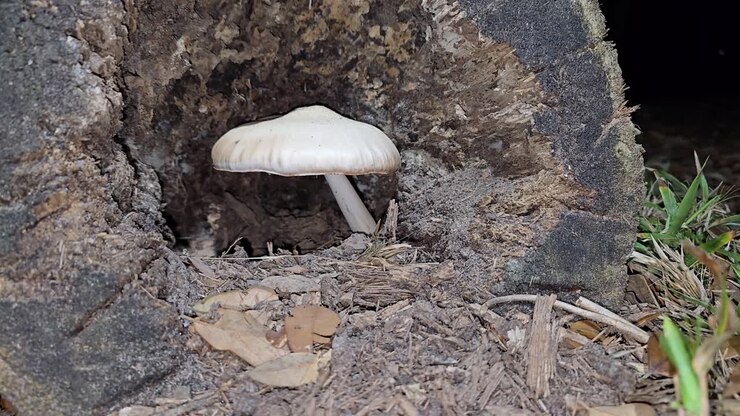 A single white mushroom emerges from the center of a hollow decaying log surrounded by dry leaves and grass, highlighting the cycle of growth and decomposition in nature.
