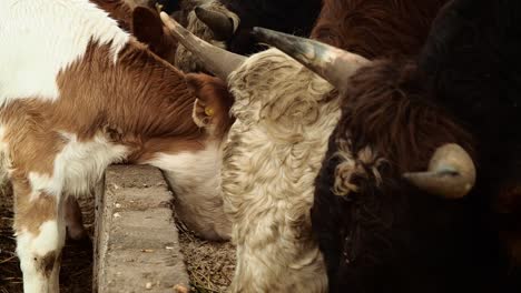 cows and calves feeding in the farm