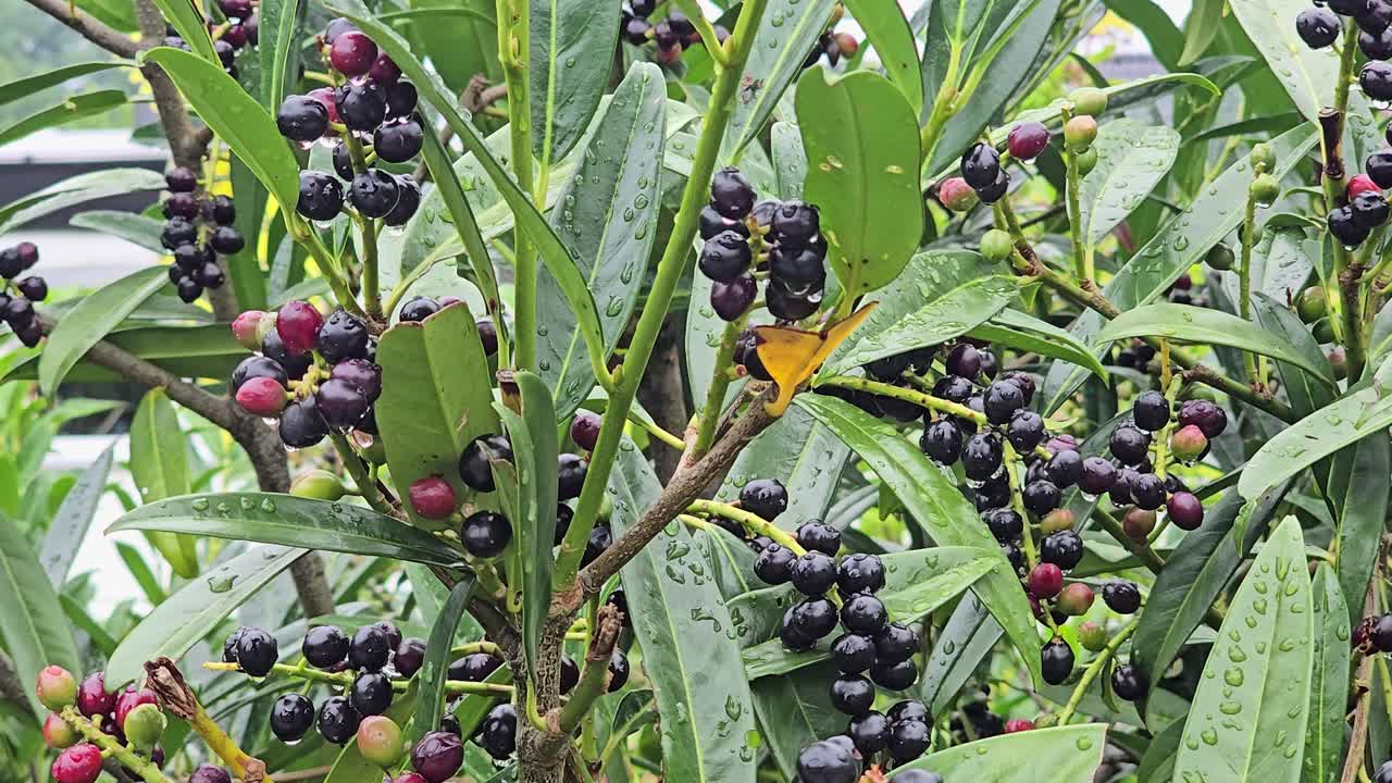 Black and red cherry laurel (Prunus laurocerasus) with green glossy leaves in garden